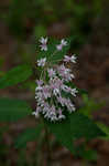 Fourleaf milkweed